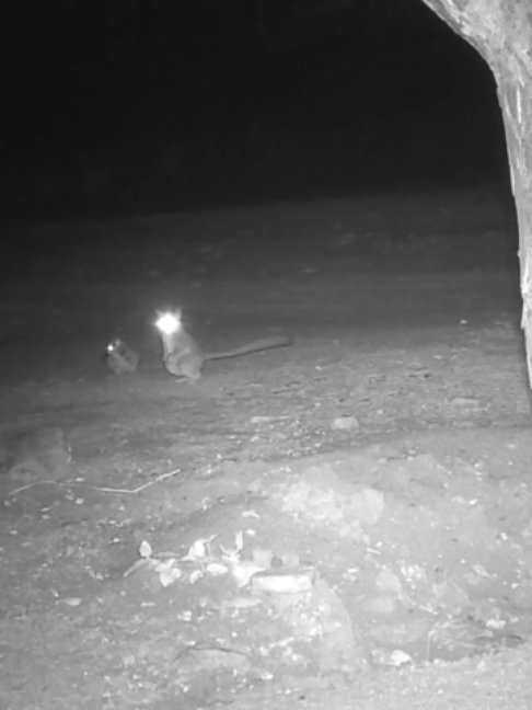 Have you ever seen the antics of Mohol bushbabies on the ground