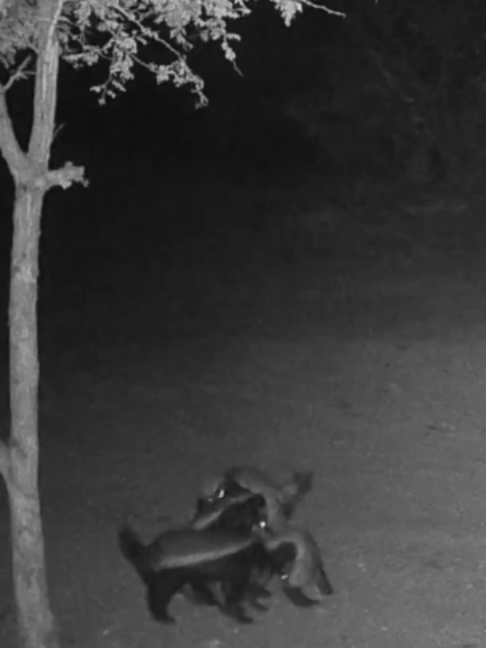 Cavorting honey badgers