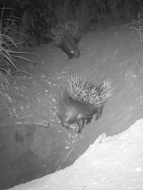 The porcupines have twin porcupunks