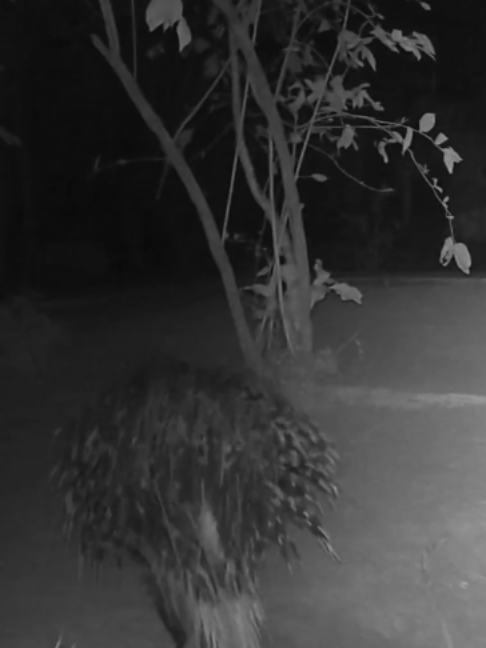 Honey badger gets stuck with porcupine quills in font of my house.